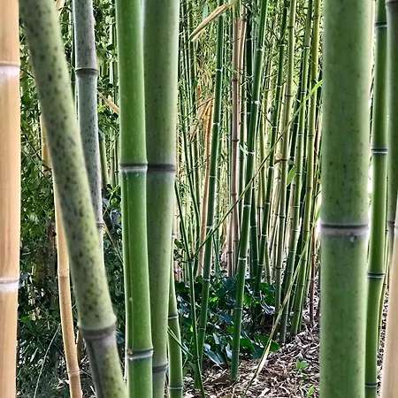 Апартаменти Charming Historic Hideaway With Stunning Pool *